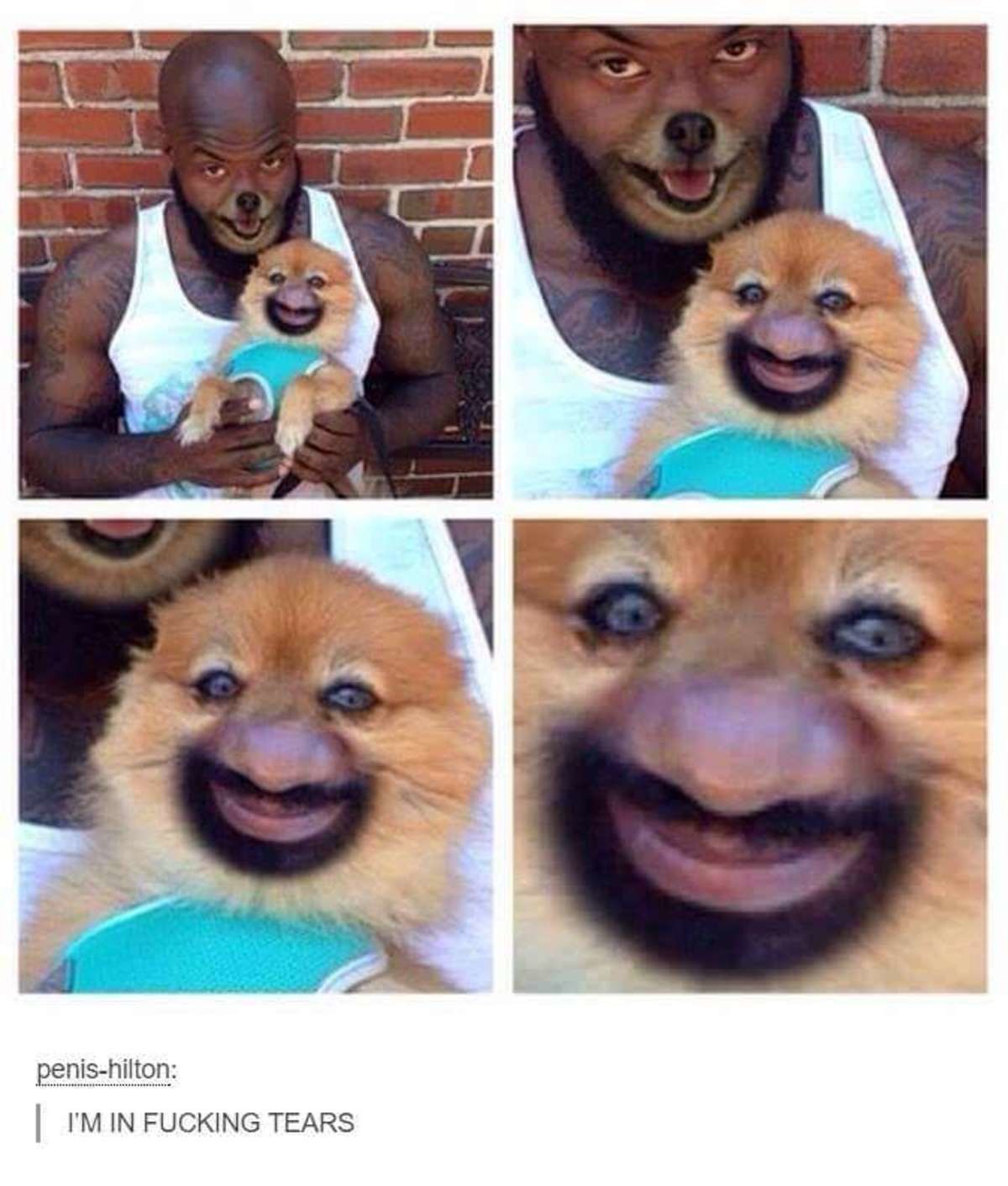 Смешное лицо собаки Мем